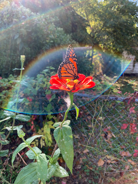 Monarch butterfly under a rainbow by Aimée Gramblin.